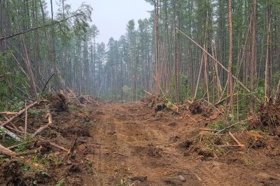 Brush and Land Clearing Services — cost